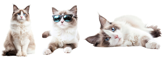 Wall Mural - Ragdoll cats in various poses, setting, giving high five, isolated on transparent background