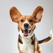 © Amli - Happy Beagle dog posing energetically on white background representing love for animals and lively motion Ad space available