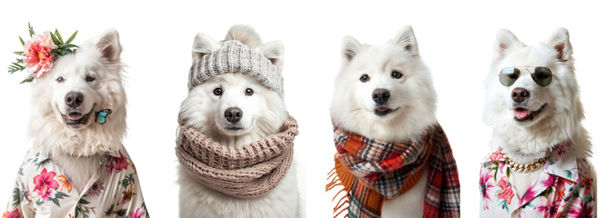 Wall Mural - Seasonal american eskimo dog portraits  isolated on transparent background