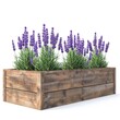 © Boinah - Lavender plants arranged in a wooden planter box