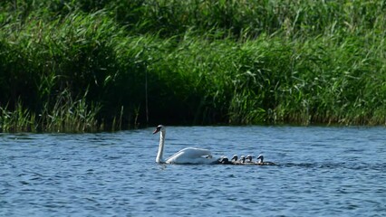 Poster - White mother swan swimming with little chicks in the wild. Mute swan Cygnus olor. Slow motion.