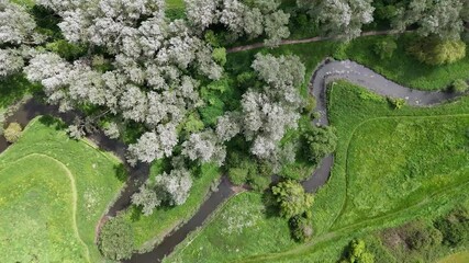 Wall Mural - Aerial view of the river Thame flowing in green field with silver birch trees in Aylesbury, England