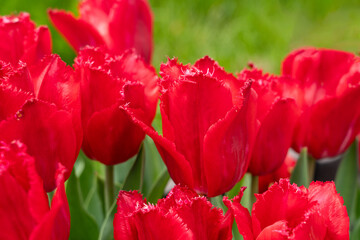 Sticker - Beautiful colorful tulips in the garden.