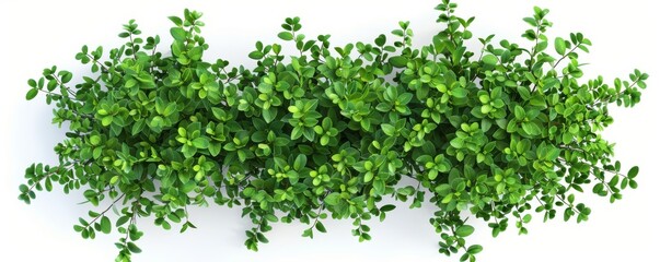 Photograph of sedum, stonecrop isolated on white background. Close up of succulent plant.