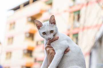 ragged but cute white street kitten sits in a person's hand.