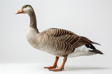 Wall Mural - A duck on a solid color background