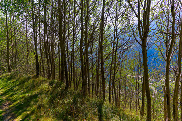 Wall Mural - Tree trunks with scenic view of mountain village Airolo with Leventina Valley in the Swiss Alps on a sunny late summer day. Photo taken September 10th, 2023, Gotthard, Switzerland.