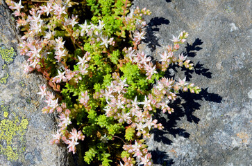 The white stonecrop (Sedum album) in flower growing on sandstone