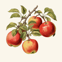 Hand drawn illustration of apples, fruits on branch with leaves, apple harvesting, vintage drawing
