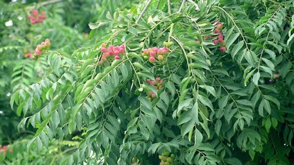 Poster - close up of curry leaves fruits. curry leaf tree plant