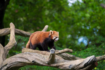 Sticker - Red panda climbing a tree at the zoo