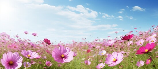Poster - A scenic field of cosmos flowers with ample copy space image.