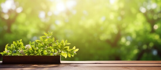 Aufkleber - Nature outdoor scene with fresh green foliage, a wooden table, and beautiful bokeh sunlight creating a stunning spring background with a copy space image.