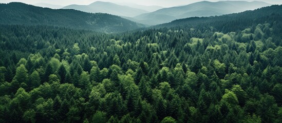 Poster - A stunning aerial view showing a mountain forest, meadow textures, and trees in a green background. Ideal for design with a summer meadow and tree border concept. For copy space image.