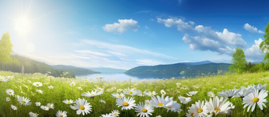 Poster - Sunny weather illuminates a meadow adorned with white daisies and wildflowers, offering a panoramic view with copy space image.