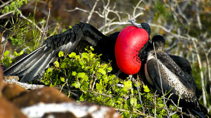 Wall Mural - Magnificent Frigatebird, Fregata magnificens, Galápagos Islands, Galápagos National Park, UNESCO World Heritage Site, Pacific Ocean, Ecuador, America