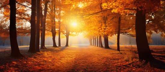 Aufkleber - In a golden autumn forest, vibrant warm colors of deciduous trees are illuminated by enchanting sun rays, creating a picturesque scene with a copy space image.