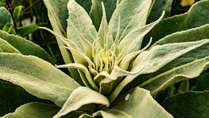 Green plant in a village in Spain