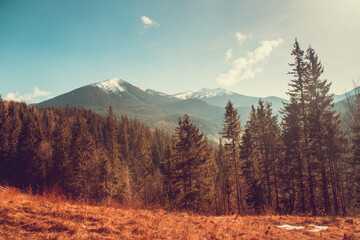 Wall Mural - panoramic autumn mountain landscape with orange grass meadow, pine tree forest and snow mountain pea