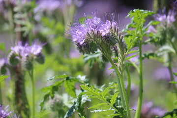 Flowering purple tansy-leaf phacelia (Phacelia tanacetifolia) plants in summer meadow