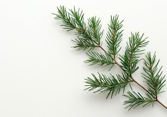 Wall Mural - A group of pine needles on a white background.