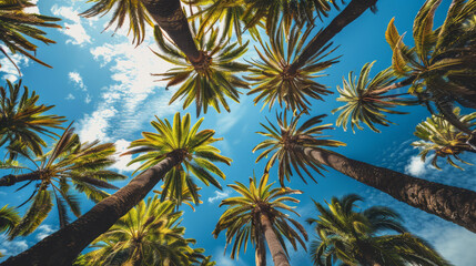 Wall Mural - Scenic view of towering palm trees and blue skies in daylight