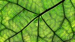 © Andrei - Detailed close up showcasing intricate green leaf veins in stunning macro photography