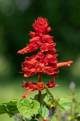 Wall Mural - Beautiful bright red sage flowers.