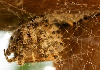 of a spider in its web, showing intricate details of the web and the spider's hairy legs.