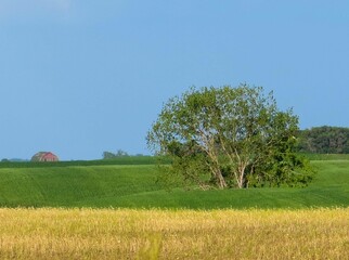 Canvas Print - Scenic view of a lush green field with a tree and a distant red barn under a clear blue sky.