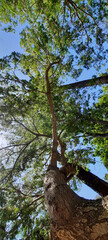 Wall Mural - Branches trees and blue sky 