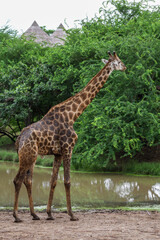 Wall Mural - The giraff in the garden at nature sawana grass