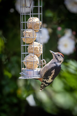 Wall Mural - A close up of a dendrocopus major, commonly known as a great spotted woodpecker, eating fat balls from a bird feeder in a Sussex garden