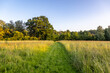© lemanieh - Evening light in rural Sussex, with a grass pathway mowed through a meadow