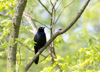 Wall Mural - Common Grackle in a green woodland habitat in Ontario