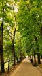 © kotchasorn - Public Park with Tall Trees Nature Landscape and Benches
