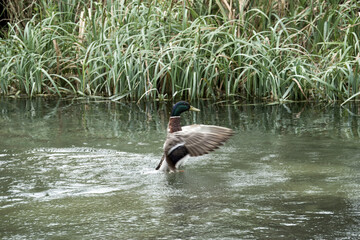 Poster - male mallard duck standing in the water with wings outstretched