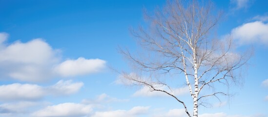 Poster - A tall birch tree without leaves stands prominently in contrast against a backdrop of a clear blue sky with scattered white clouds. with copy space image. Place for adding text or design