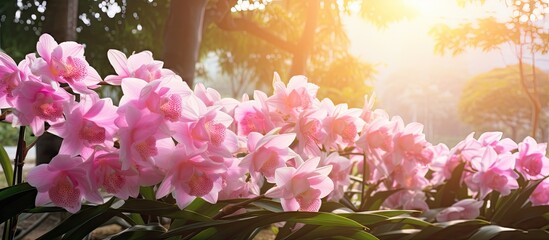 Aufkleber - Pink flowers bloom in a garden with sunlight filtering through the trees, showcasing the beauty of nature. with copy space image. Place for adding text or design
