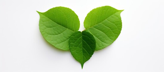 Aufkleber - Heart-shaped green leaves placed on a clean white background. with copy space image. Place for adding text or design