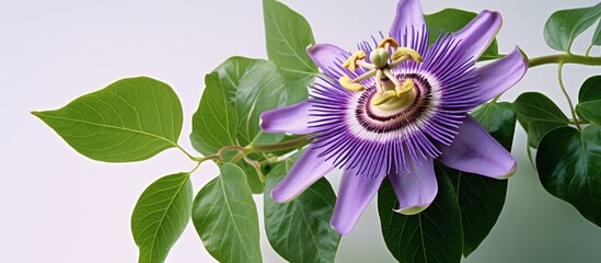 Poster - Passiflora edulis, purple flower with longer stem than leaf, round bloom, purple petals with stripe, green leaves on a white background. with copy space image. Place for adding text or design