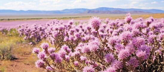 Aufkleber - Lavender blooms scattered across a field with majestic mountains in the far background. with copy space image. Place for adding text or design
