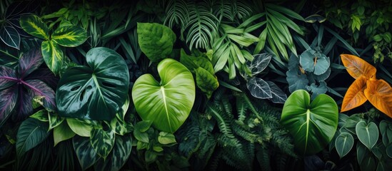 Fototapete - Assortment of diverse leaves showcased in a dimly illuminated environment, highlighting their distinct characteristics. with copy space image. Place for adding text or design