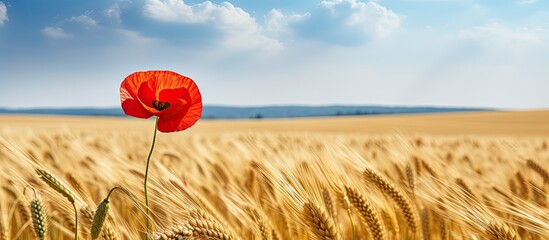 Fototapete - Vibrant red poppy blooming in a field of golden wheat against a backdrop of a clear blue sky. with copy space image. Place for adding text or design