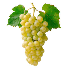 [Transparent Background PNG]A bunch of white grapes with green leaves