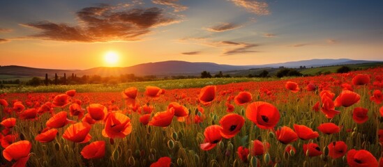 Poster - Vivid red poppies blanket the field as the mountains stand tall in the fading light of sunset. with copy space image. Place for adding text or design