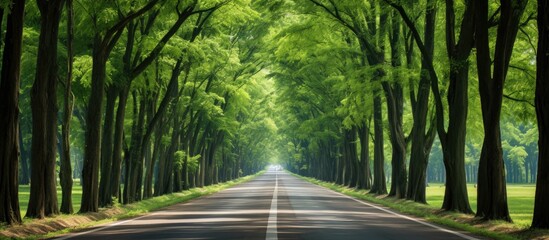Poster - Vehicle moving smoothly on road bordered by lush trees from a distant viewpoint. with copy space image. Place for adding text or design