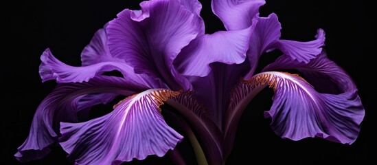 Poster - Purple iris flower in full blossom contrasting against a dark black background. with copy space image. Place for adding text or design