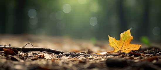 Fototapete - A fallen foliage lies peacefully on the woodland floor surrounded by nature's beauty. with copy space image. Place for adding text or design