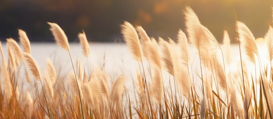 Poster - Vegetation by a body of water during sunset with lush tall grasses adding to the tranquil scene. with copy space image. Place for adding text or design